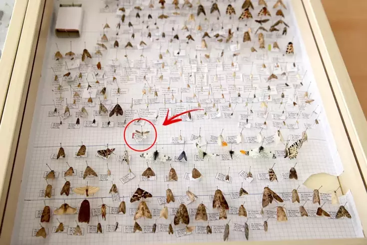 Keşfettiği yeni güve türüne eşinin adını verdi