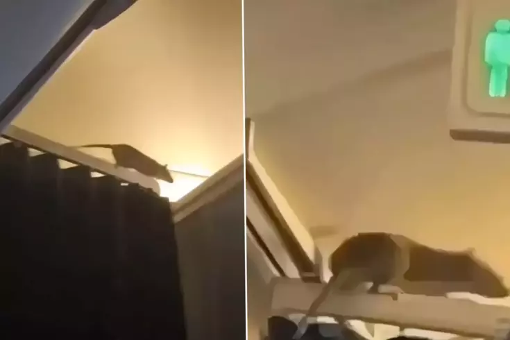 KLM flight mouse alarm: 250 passengers stranded in the Caribbean.