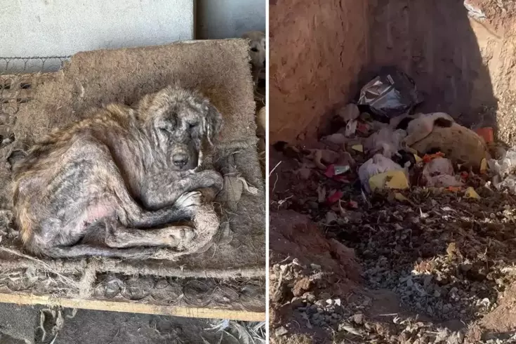 Sözde barınakta dehşet görüntüler: Köpekler açlıktan birbirini yedi