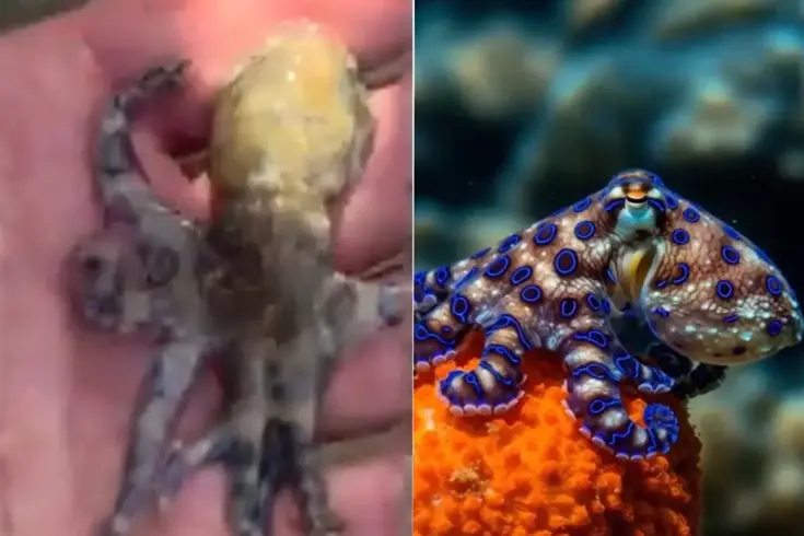 Dünyanın en ölümcül deniz canlılarından birine dokunan turist tehlikeyi sonra fark etti