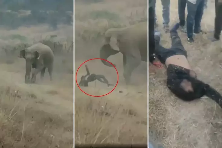 Fil sürüsü köylülere saldırdı! 4 kişi ezilerek can verdi, tehlike geçmiş değil
