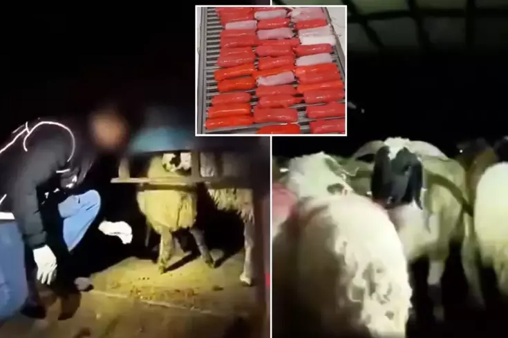 Şeytani plan! Kilolarca uyuşturucuyu hayvanların karın boşluklarına yerleştirmişler