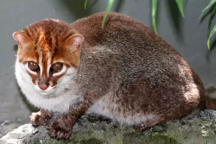 Nesli tükendi sanılan kedi türü 30 yıl sonra ortaya çıktı