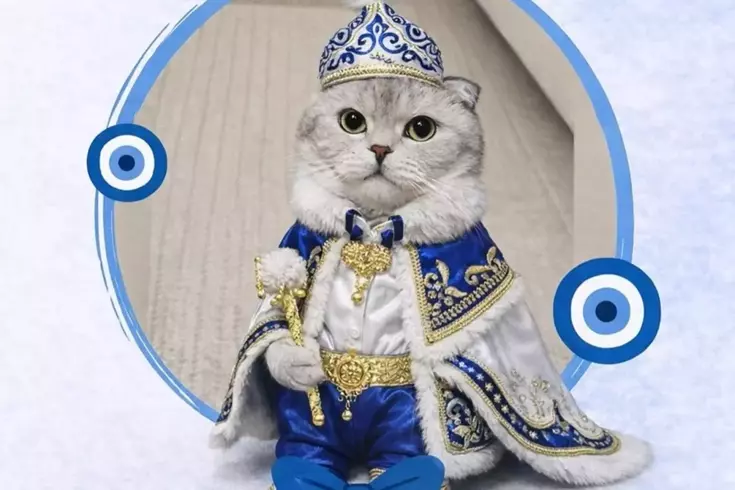 Kedi sahibinden sünnet konseptli kısırlaştırma töreni