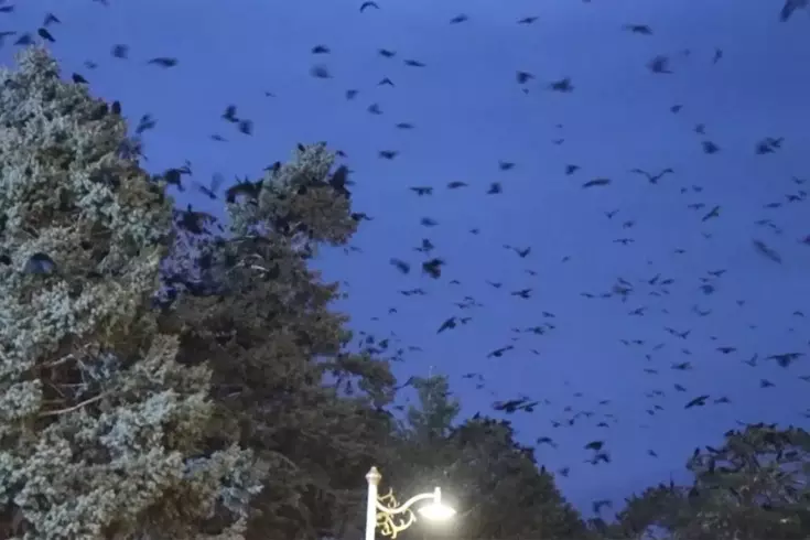 Kıyamet filmi gibi! Binlercesi her akşam aynı saatte geliyor