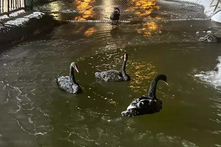 Soğuğu en iyi anlatan kare! Kuğulu Park havuzu dondu