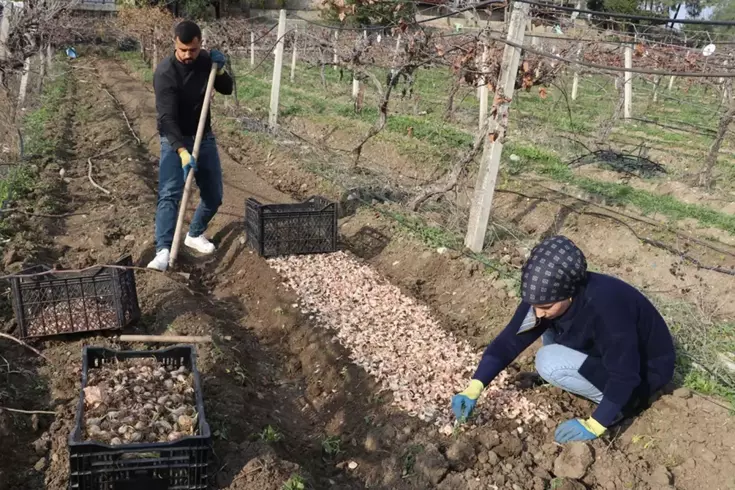 Kariyerini bıraktı, girdiği tarlada 'beyaz altın' buldu
