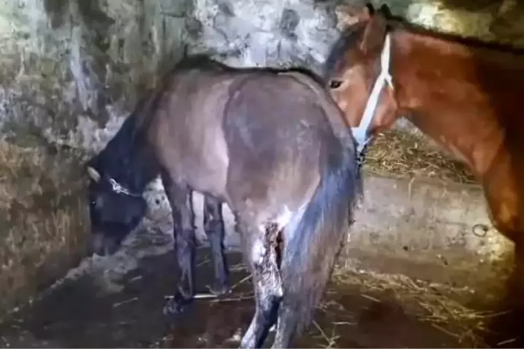 Kars'ta 15 atı ayaklarından vurdular