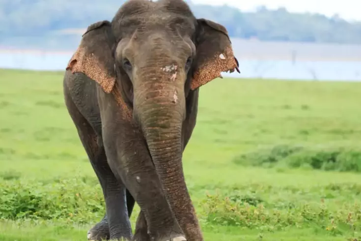 Hindistan'da 22 can alan fil için alarm verildi, yapay zeka da devrede