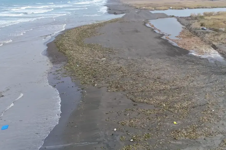 Her kış geliyor! Denizin dibinden çıktı, tüm sahili kapladı