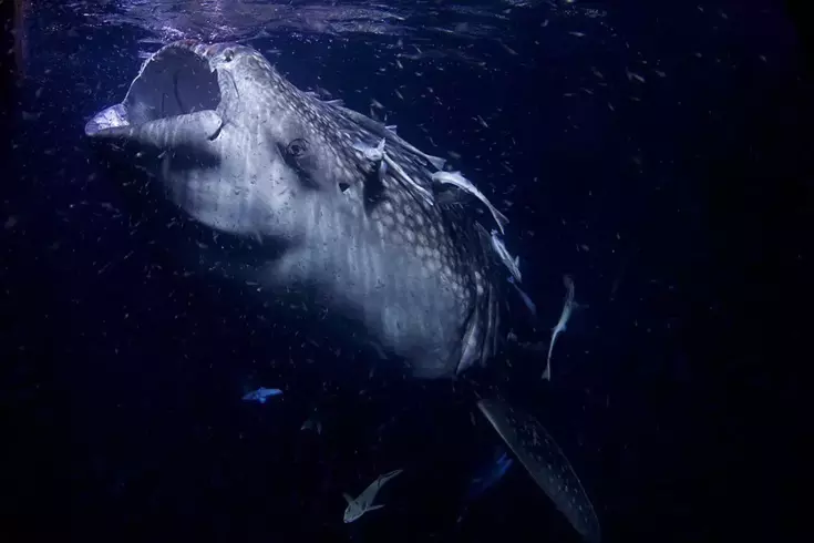 Dünyanın en büyük deniz yılanı! Boyu 12 metreden uzun, köpek balıklarıyla besleniyor