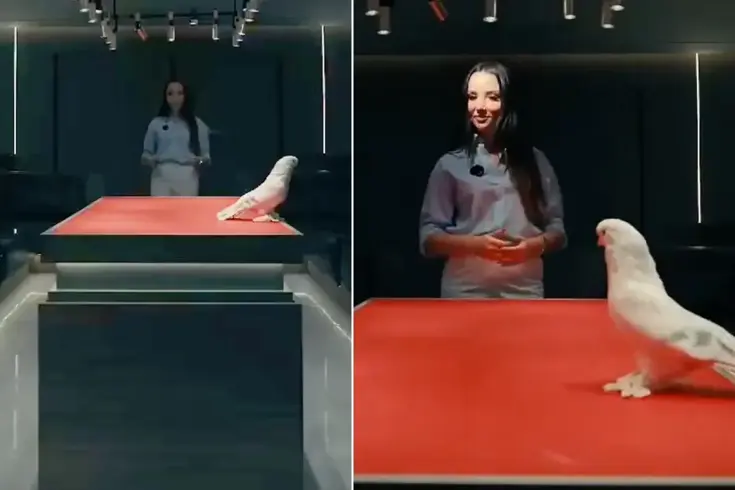 Duyan kulaklarına inanamadı! Bu güvercin tam 2 araba fiyatına satıldı