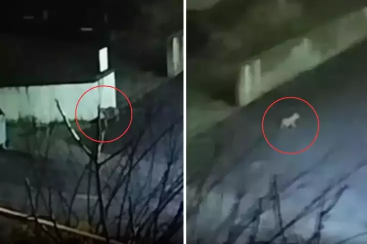 Aç kalınca mahalleye indiler