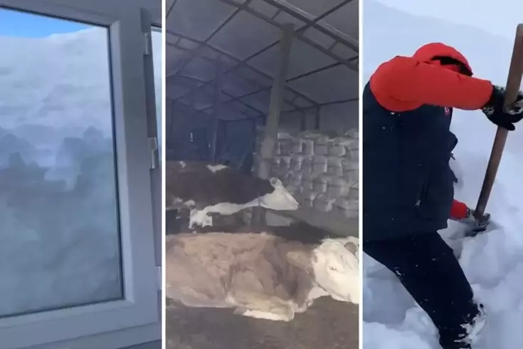 Социальные сети обсуждают 'Крик о помощи', который оказался ложным.