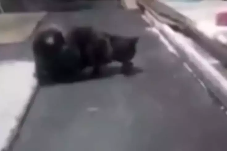 Kedi, fırın tezgahının üzerinde fareyle oynadı