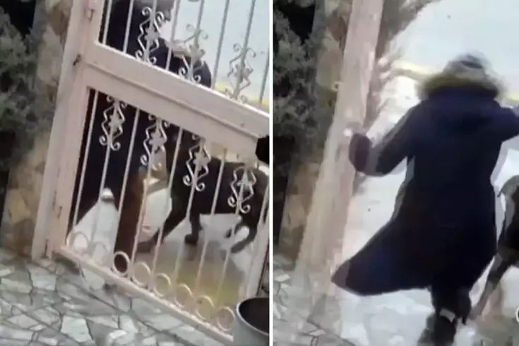 Sahipsiz köpeklerin saldırısına uğrayan kadın komşusunun müdahalesiyle kurtuldu