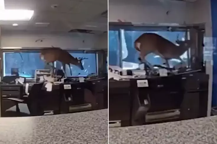 Banka alarmı çalınca polis gitti, davetsiz misafirle karşılaştı