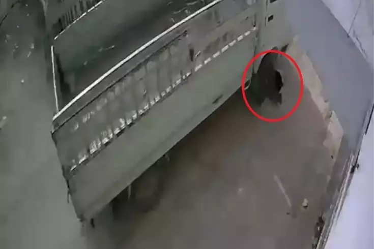 Kamyonetiyle kediyi ezen sürücüye 1 ay hayvan barınağında çalışma cezası