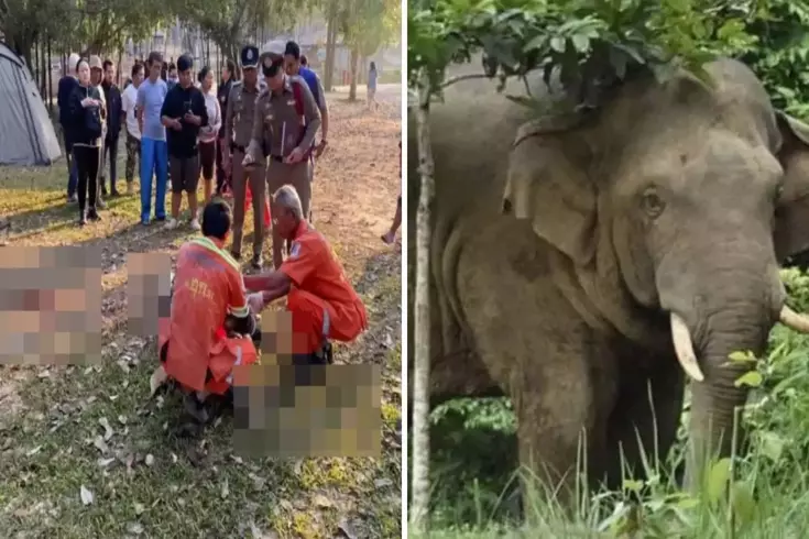 Sabah yürüyüşü sırasında vahşi filin saldırısına uğrayan turist feci şekilde can verdi