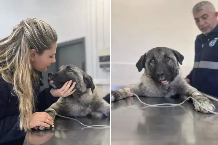 Kamyonetin arkasında ölüme sürüklenen köpeği Seren Serengil sahiplendi