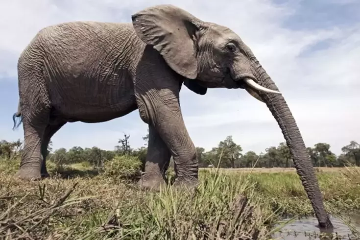 Fil hortumundaki kedi bıyıklarının sırrı çözüldü