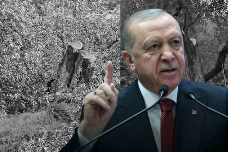 Cumhurbaşkanı Erdoğan'dan Milas'taki zeytin ağacı katliamına sert tepki: İzin vermeyeceğiz