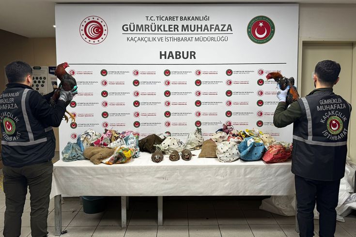 Şırnak'ta 40 adet kanatlı hayvan ele geçirildi