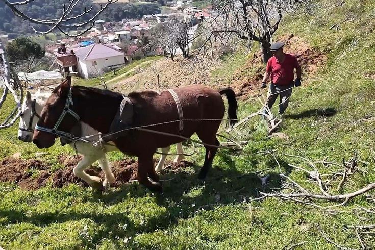 Aydın'da günlük 8 bin TL'ye at ile çift sürecek işçi bulunamıyor