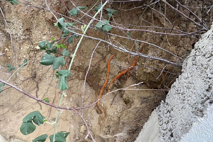 Fidan dikmek için bahçeye indi, toprağı eşeleyince dehşetle karşılaştı