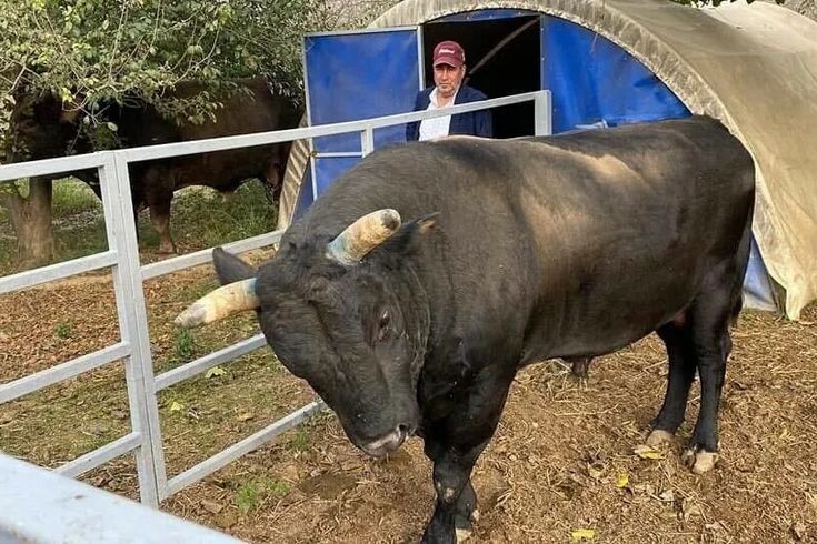 Aydın'da boğanın saldırdığı besici yoğun bakımda