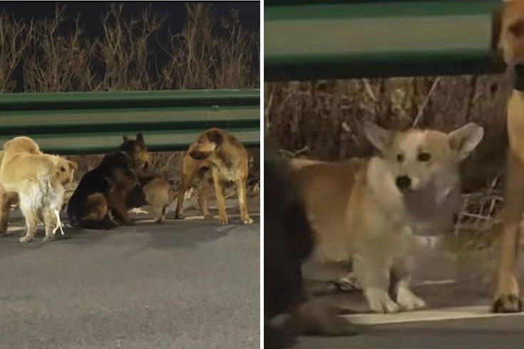 7 köpeğin kesimhaneden inanılmaz firarı: Askeri disiplinle 16 kilometre yürüdüler!