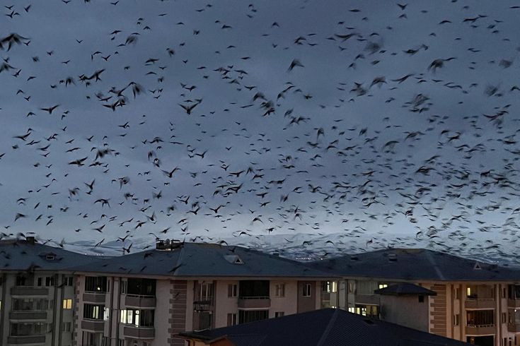 Görüntüler doğudaki ilimizden! Şehri istila ettiler