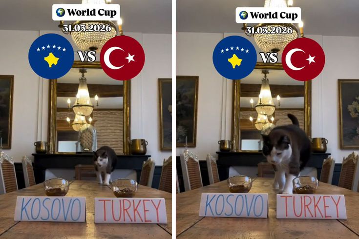 Nimbus The King isimli kedi Kosova - Türkiye maçının kazananını tahmin etti