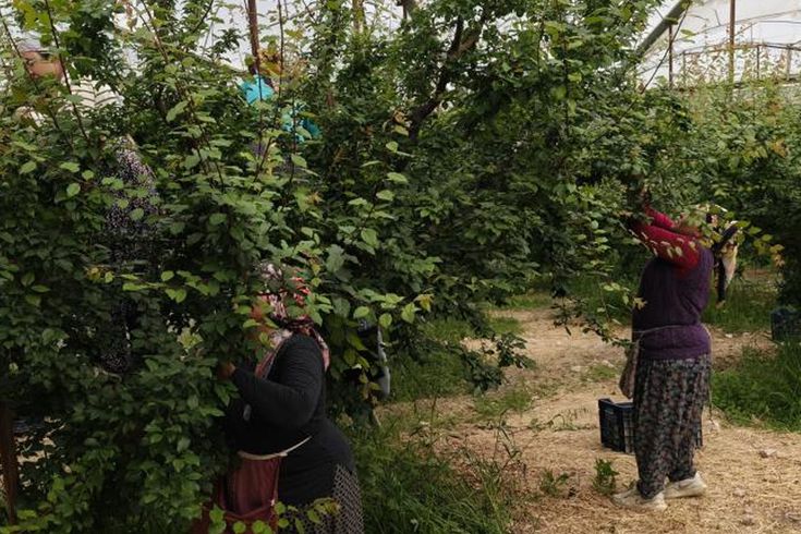 Hasadı başladı, fiyatı 200 TL'ye kadar düştü