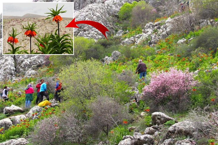Afşin'de ters laleler açtı! Koparana 700 bin TL ceza