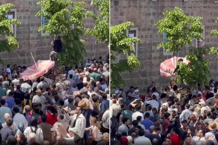 Mesir macunlarını yakalayabilmek için dondurma şemsiyesi açtı