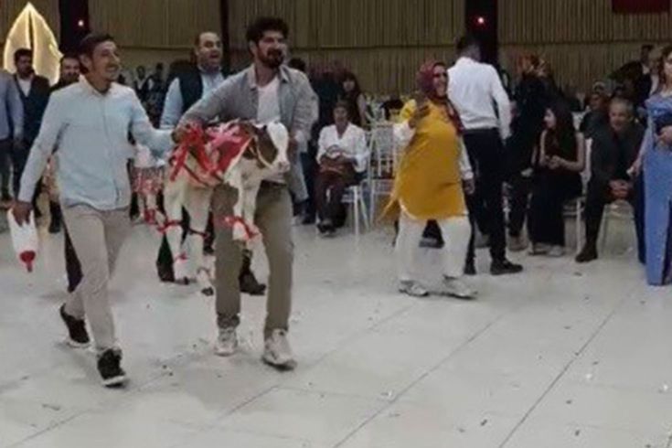 Osmaniye'de damada düğünde altın yerine buzağı verildi
