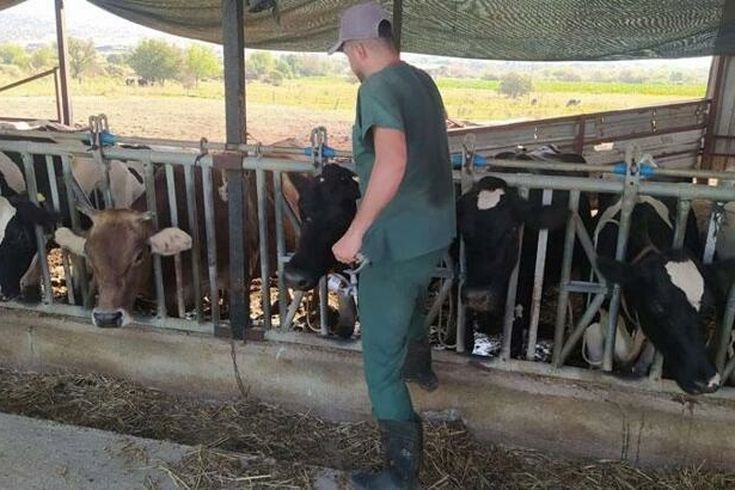 Aydın'da 17 mahallede şap hastalığı nedeniyle karantina tedbirleri alındı