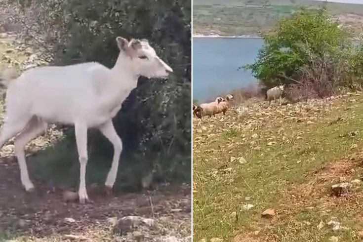 Elazığ'da beyaz ala geyik bu kez koyun sürüsünde görüldü