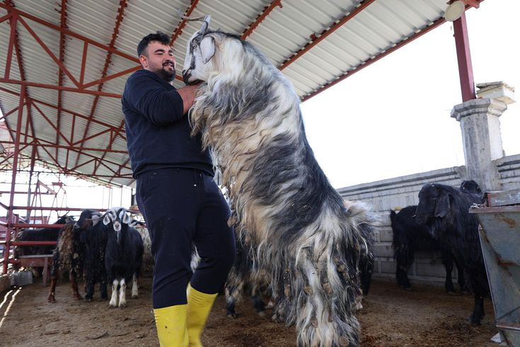 Kurban mesaisinde 'rekor' heyecanı: 140 kilogramlık dev keçi