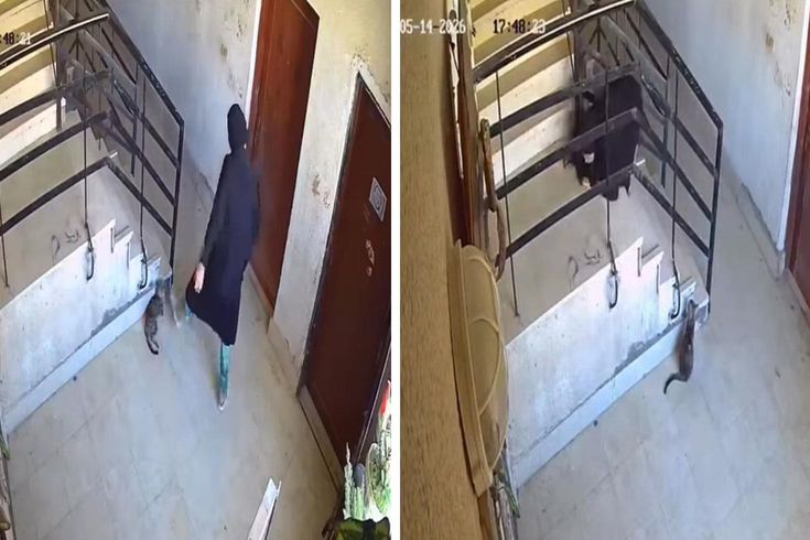 'Divine justice' manifested in 5 seconds: After what they did to the cat, they fell to the ground.