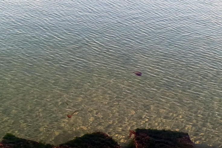 Zehirli pusula deniz anaları Tekirdağ sahilinde görüldü