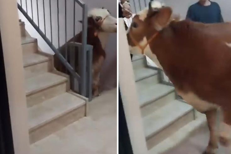 Kurbanlık boğa 6 katlı binanın terasında kesildi