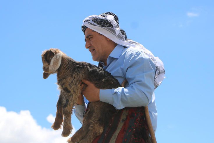 Türkücü Aydın Aydın anne keçinin feryadını duydu, yavrusunu ölümden kurtardı