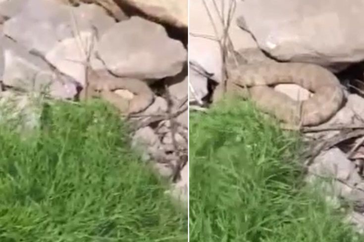 Hakkari'de koca engerek yılanı görüntülendi