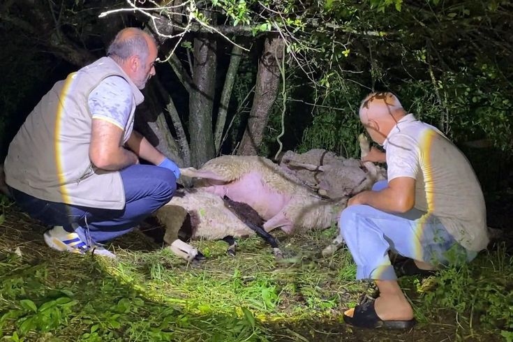 Bursa'da yıldırım düştü, 6 koyun öldü