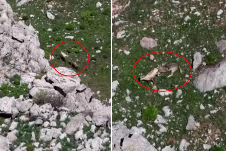 Tunceli'de nefes kesen görüntü! Kurtlar, yaban keçisini böyle avladı