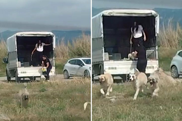 They released a large number of dogs from a van into the birds' natural habitat.