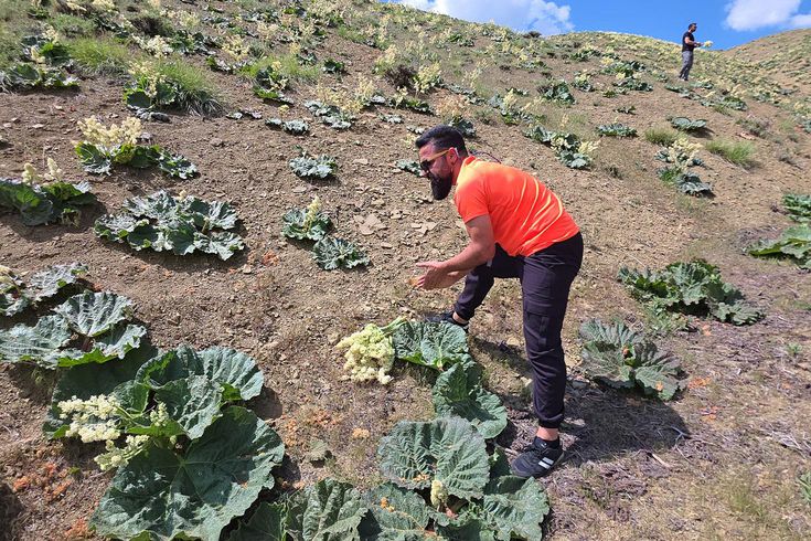 Yayla muzunu vatandaş kendi topluyor