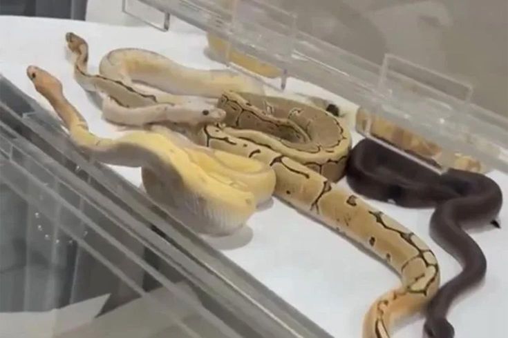 İstanbul'da bir evde bulunan 42 yılan koruma altına alındı